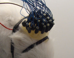 0000492_rat-eeg-cap-32-channels.jpg